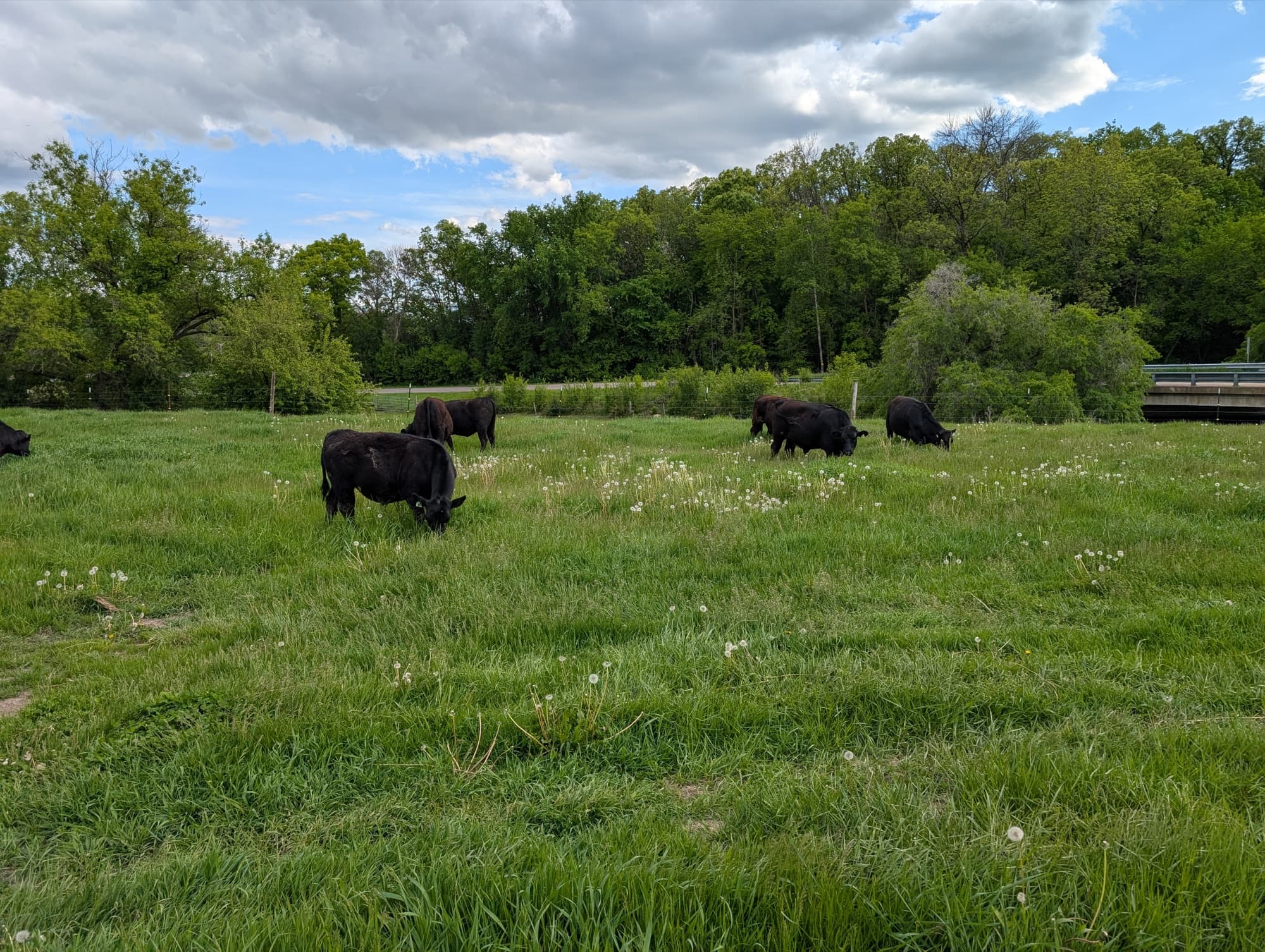 Grazeful Acres cattle herd grazing in Wisconsin pasture