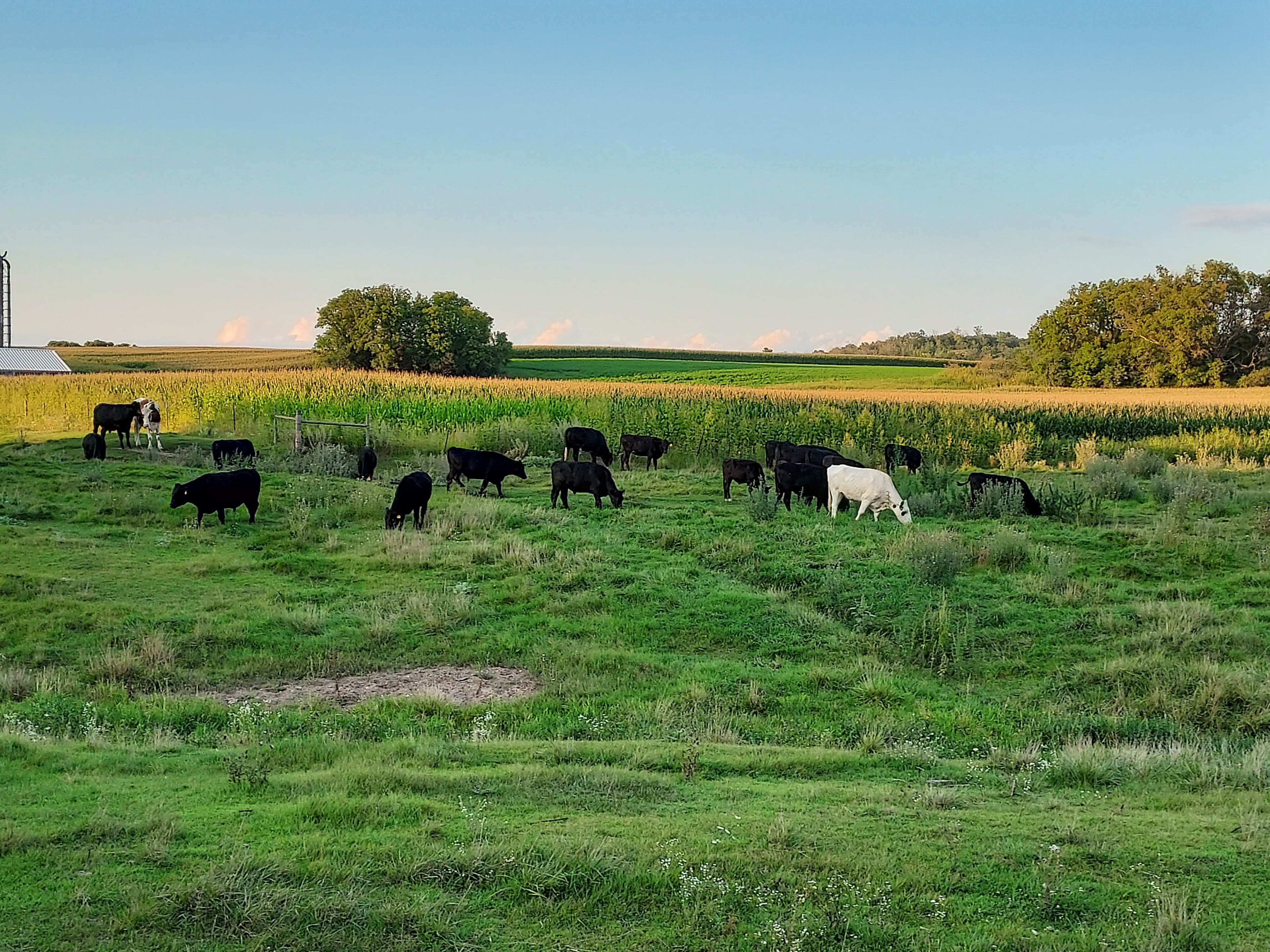 Grazeful Acres cattle herd grazing in Wisconsin pasture