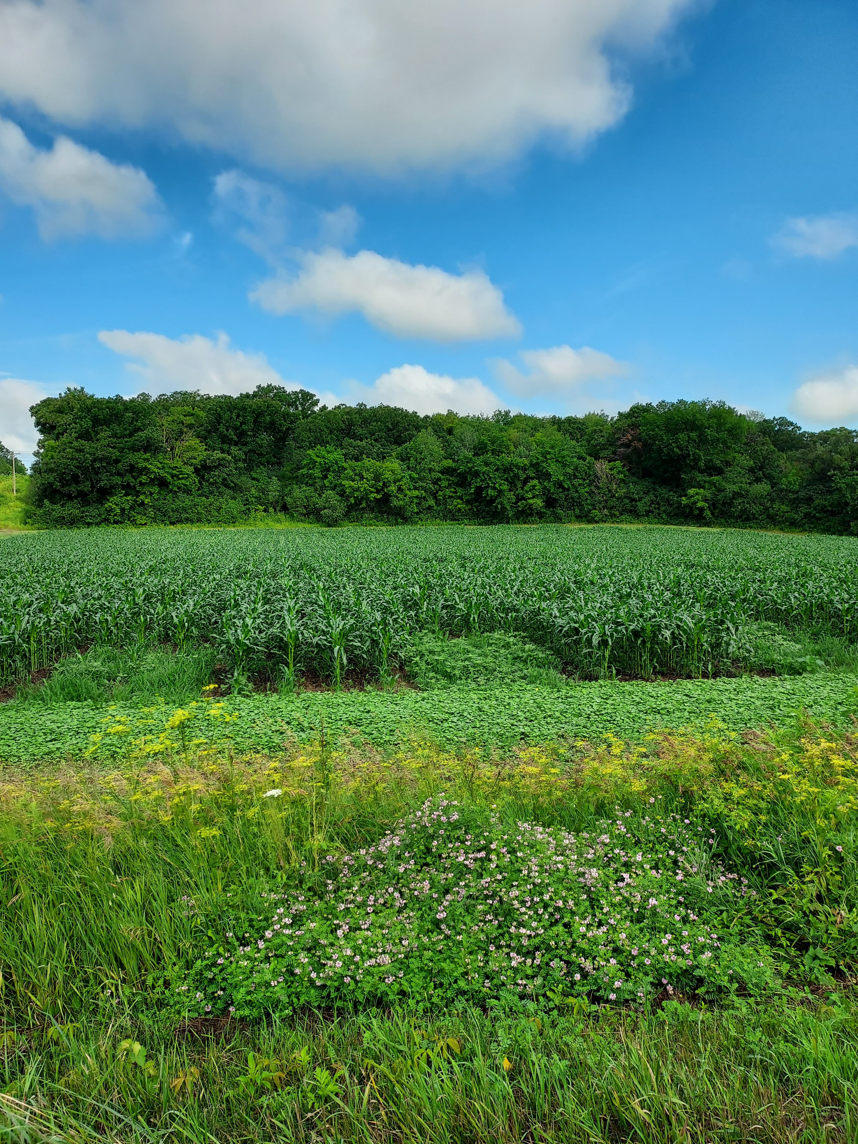 Organic Crop Production