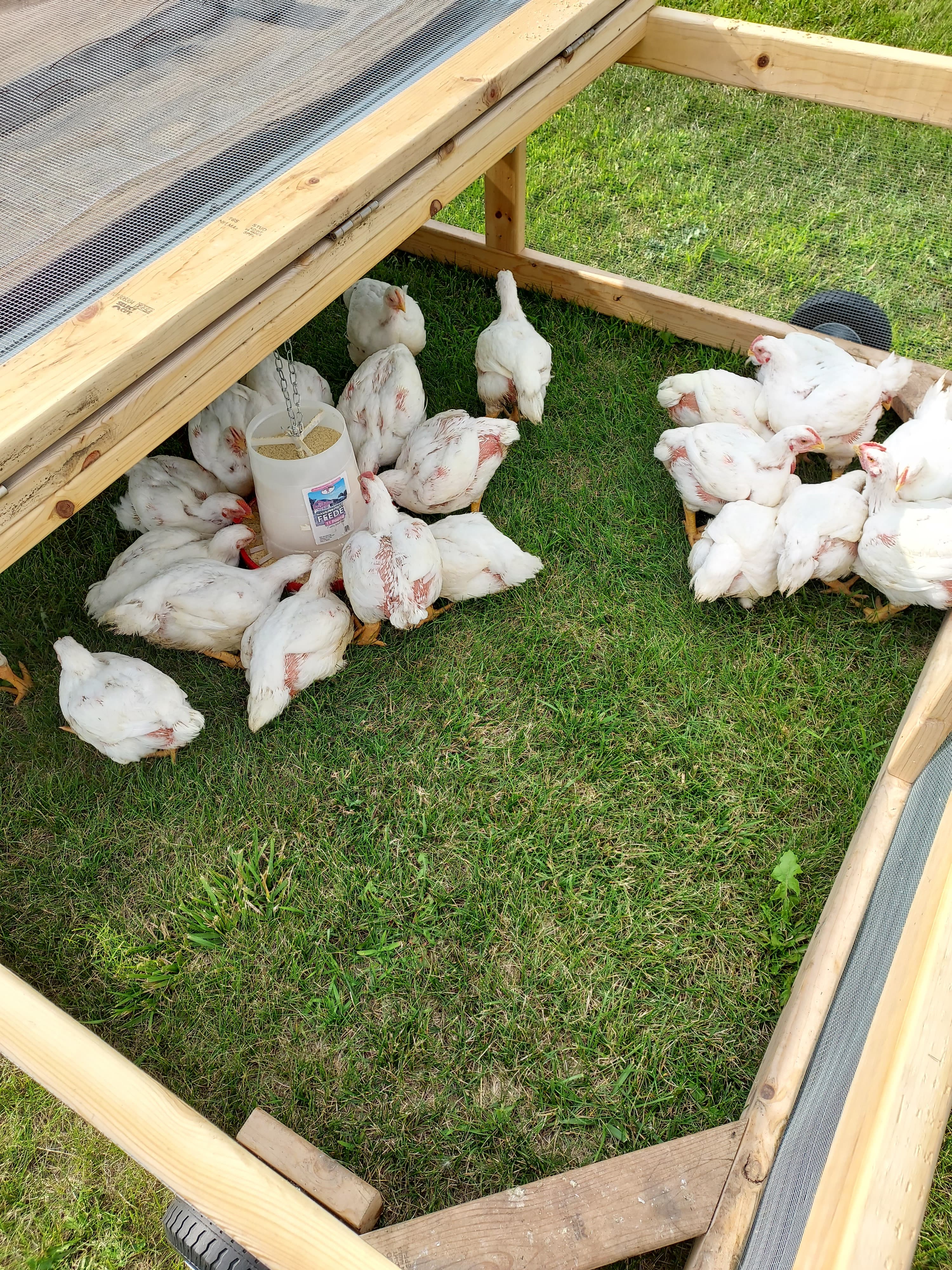 Pasture-Raised Poultry